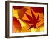 Colourful Autumnal Leaves Backlit, Cornwall, UK-Ross Hoddinott-Framed Photographic Print