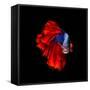 Colourful Betta Fish,Siamese Fighting Fish in Movement Isolated on Black Background.-Nuamfolio-Framed Stretched Canvas