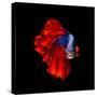 Colourful Betta Fish,Siamese Fighting Fish in Movement Isolated on Black Background.-Nuamfolio-Stretched Canvas