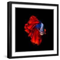 Colourful Betta Fish,Siamese Fighting Fish in Movement Isolated on Black Background.-Nuamfolio-Framed Photographic Print