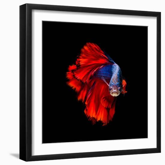 Colourful Betta Fish,Siamese Fighting Fish in Movement Isolated on Black Background.-Nuamfolio-Framed Photographic Print