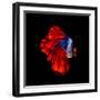 Colourful Betta Fish,Siamese Fighting Fish in Movement Isolated on Black Background.-Nuamfolio-Framed Photographic Print