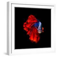 Colourful Betta Fish,Siamese Fighting Fish in Movement Isolated on Black Background.-Nuamfolio-Framed Photographic Print