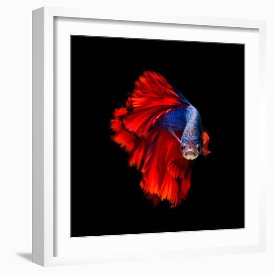 Colourful Betta Fish,Siamese Fighting Fish in Movement Isolated on Black Background.-Nuamfolio-Framed Photographic Print