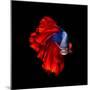 Colourful Betta Fish,Siamese Fighting Fish in Movement Isolated on Black Background.-Nuamfolio-Mounted Photographic Print