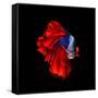 Colourful Betta Fish,Siamese Fighting Fish in Movement Isolated on Black Background.-Nuamfolio-Framed Stretched Canvas