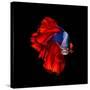 Colourful Betta Fish,Siamese Fighting Fish in Movement Isolated on Black Background.-Nuamfolio-Stretched Canvas