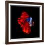 Colourful Betta Fish,Siamese Fighting Fish in Movement Isolated on Black Background.-Nuamfolio-Framed Photographic Print