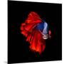 Colourful Betta Fish,Siamese Fighting Fish in Movement Isolated on Black Background.-Nuamfolio-Mounted Photographic Print