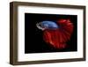 Colourful Betta Fish,Siamese Fighting Fish in Movement Isolated on Black Background-Nuamfolio-Framed Photographic Print