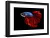 Colourful Betta Fish,Siamese Fighting Fish in Movement Isolated on Black Background-Nuamfolio-Framed Photographic Print