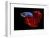 Colourful Betta Fish,Siamese Fighting Fish in Movement Isolated on Black Background-Nuamfolio-Framed Photographic Print