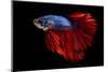Colourful Betta Fish,Siamese Fighting Fish in Movement Isolated on Black Background-Nuamfolio-Mounted Photographic Print