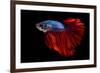 Colourful Betta Fish,Siamese Fighting Fish in Movement Isolated on Black Background-Nuamfolio-Framed Photographic Print