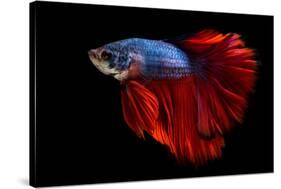 Colourful Betta Fish,Siamese Fighting Fish in Movement Isolated on Black Background-Nuamfolio-Stretched Canvas