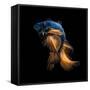 Colourful Betta Fish,Siamese Fighting Fish in Movement Isolated on Black Background.-Nuamfolio-Framed Stretched Canvas