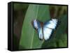 Colourful Butterfly Collection, July 1999-null-Framed Stretched Canvas
