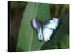 Colourful Butterfly Collection, July 1999-null-Stretched Canvas