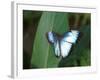 Colourful Butterfly Collection, July 1999-null-Framed Photographic Print