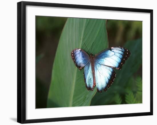 Colourful Butterfly Collection, July 1999-null-Framed Photographic Print