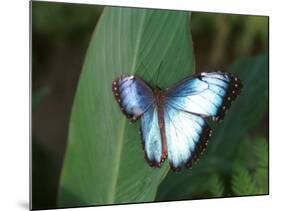 Colourful Butterfly Collection, July 1999-null-Mounted Photographic Print