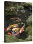 Colourful Carp in Typical Japanese Garden Pond, Higashiyama, Kyoto, Kansai, Honshu, Japan-Simanor Eitan-Stretched Canvas