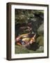 Colourful Carp in Typical Japanese Garden Pond, Higashiyama, Kyoto, Kansai, Honshu, Japan-Simanor Eitan-Framed Photographic Print