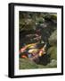 Colourful Carp in Typical Japanese Garden Pond, Higashiyama, Kyoto, Kansai, Honshu, Japan-Simanor Eitan-Framed Photographic Print