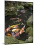 Colourful Carp in Typical Japanese Garden Pond, Higashiyama, Kyoto, Kansai, Honshu, Japan-Simanor Eitan-Mounted Photographic Print