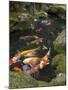 Colourful Carp in Typical Japanese Garden Pond, Higashiyama, Kyoto, Kansai, Honshu, Japan-Simanor Eitan-Mounted Photographic Print