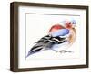 Colourful Chaffinch, 2011,-Nancy Moniz Charalambous-Framed Giclee Print