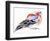 Colourful Chaffinch, 2011,-Nancy Moniz Charalambous-Framed Giclee Print