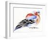 Colourful Chaffinch, 2011,-Nancy Moniz Charalambous-Framed Giclee Print