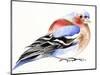 Colourful Chaffinch, 2011,-Nancy Moniz Charalambous-Mounted Giclee Print