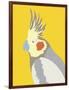 Colourful Cockatiel-Clara Wells-Framed Giclee Print