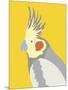 Colourful Cockatiel-Clara Wells-Mounted Giclee Print