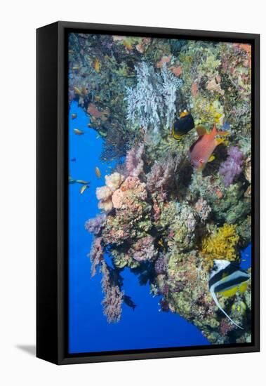 Colourful, Coral Covered Reef Wall at Osprey Reef, Longfin Banner Fish (Heniochus Acuminatus)-Louise Murray-Framed Stretched Canvas