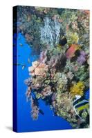 Colourful, Coral Covered Reef Wall at Osprey Reef, Longfin Banner Fish (Heniochus Acuminatus)-Louise Murray-Stretched Canvas