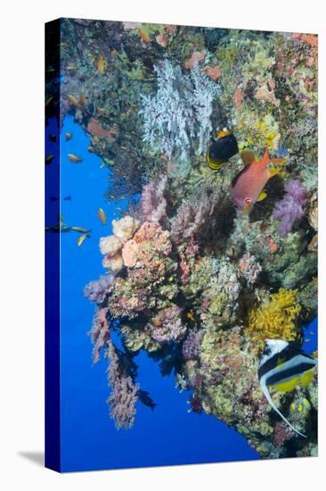 Colourful, Coral Covered Reef Wall at Osprey Reef, Longfin Banner Fish (Heniochus Acuminatus)-Louise Murray-Stretched Canvas