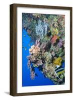 Colourful, Coral Covered Reef Wall at Osprey Reef, Longfin Banner Fish (Heniochus Acuminatus)-Louise Murray-Framed Photographic Print