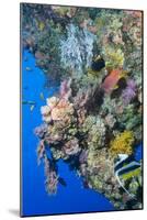 Colourful, Coral Covered Reef Wall at Osprey Reef, Longfin Banner Fish (Heniochus Acuminatus)-Louise Murray-Mounted Photographic Print