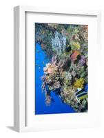 Colourful, Coral Covered Reef Wall at Osprey Reef, Longfin Banner Fish (Heniochus Acuminatus)-Louise Murray-Framed Photographic Print