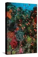 Colourful Coral Scene Underwater-null-Stretched Canvas