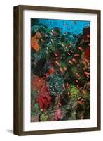 Colourful Coral Scene Underwater-null-Framed Photographic Print