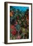 Colourful Coral Scene Underwater-null-Framed Photographic Print