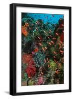 Colourful Coral Scene Underwater-null-Framed Photographic Print