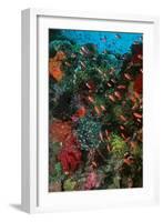 Colourful Coral Scene Underwater-null-Framed Photographic Print