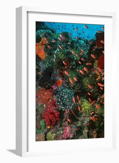 Colourful Coral Scene Underwater-null-Framed Photographic Print