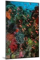 Colourful Coral Scene Underwater-null-Mounted Photographic Print