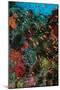 Colourful Coral Scene Underwater-null-Mounted Photographic Print